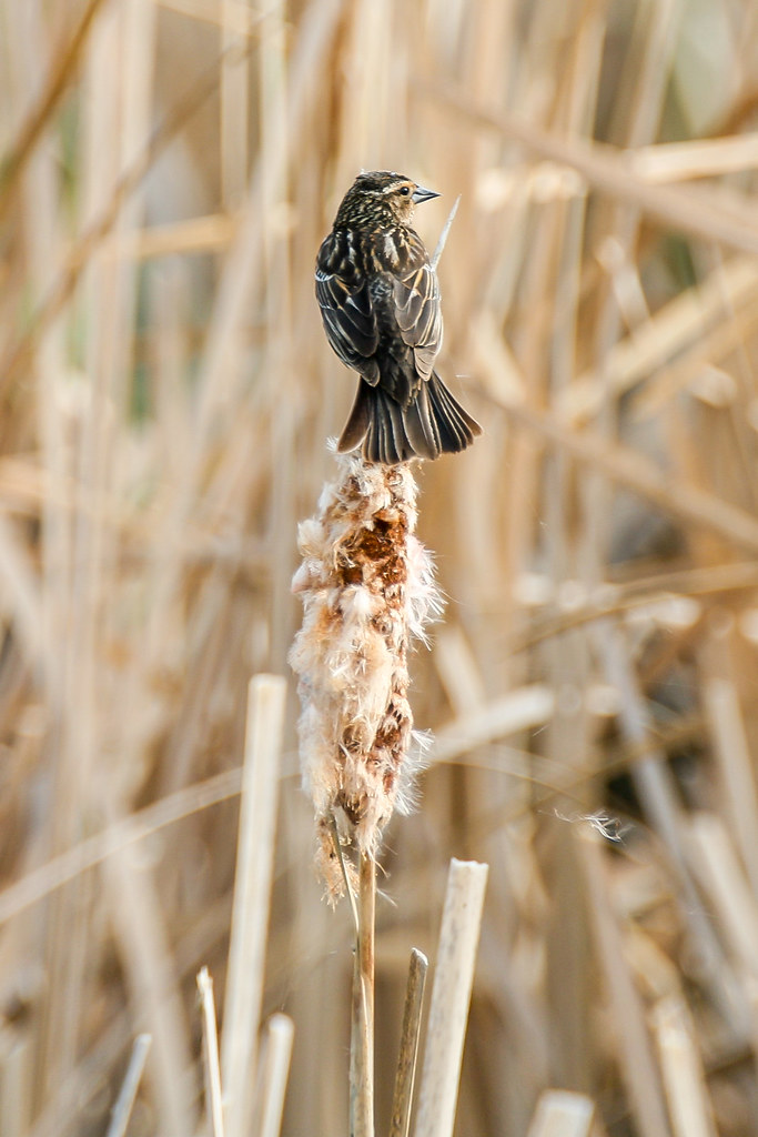 Lois Hole Centennial Provincial Park - Red-winged Blackbird