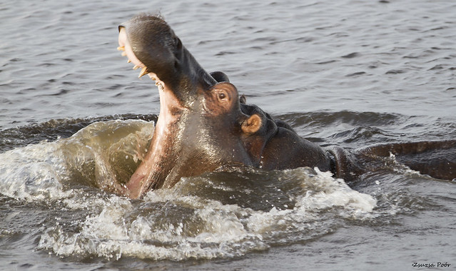 Hippopotamus @ Chobe Riverfront