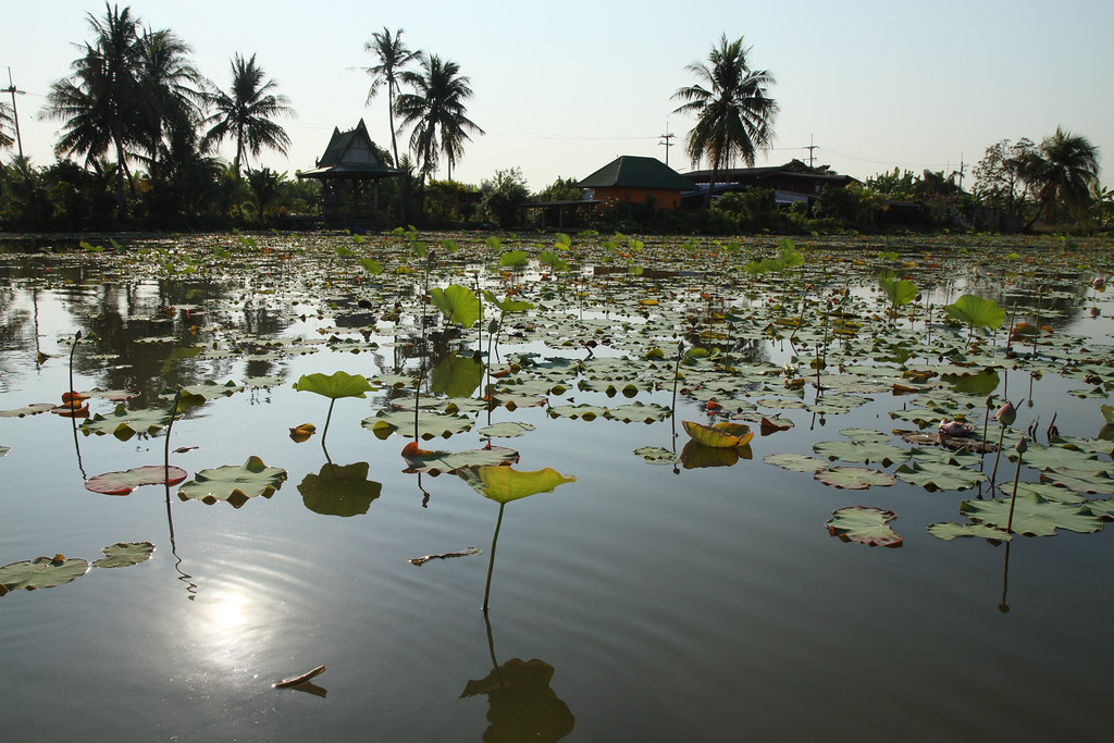 Lotus farm Klong Mahasawat