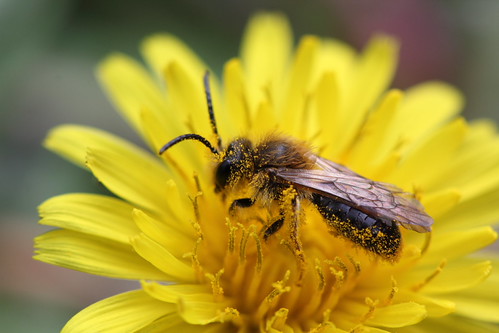 Mining Bee | by Bryan's Photo Pages