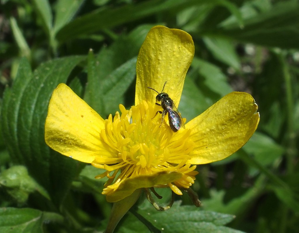 Carpenter bee on buttercup | Laboriously chewing the anthers… | Flickr