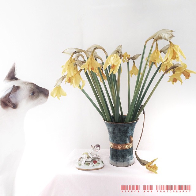 Milo & the Daffodils