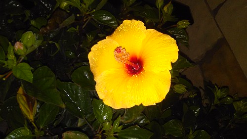 flower nature yellow outside outdoors earlymorning