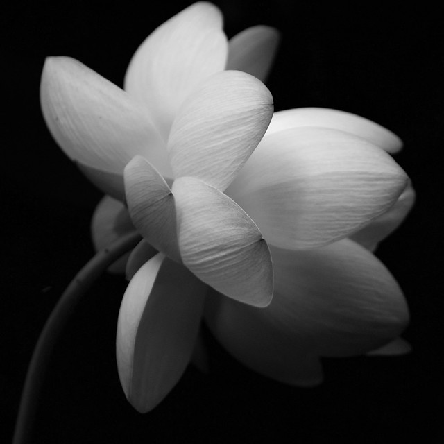 Lotus Black & White II