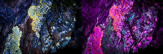 Lichen (Visible vs. UV Light) (Explore)
