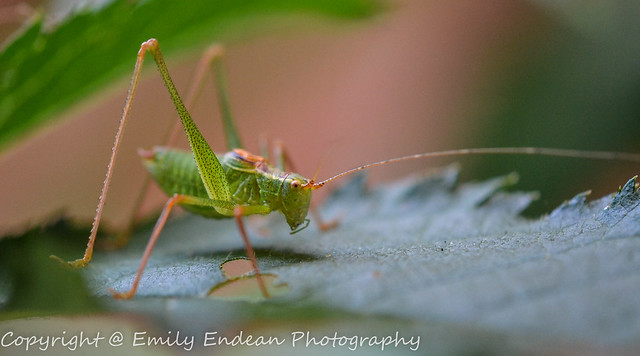 #3 of 365 - Speckled Bush Cricket - 180815