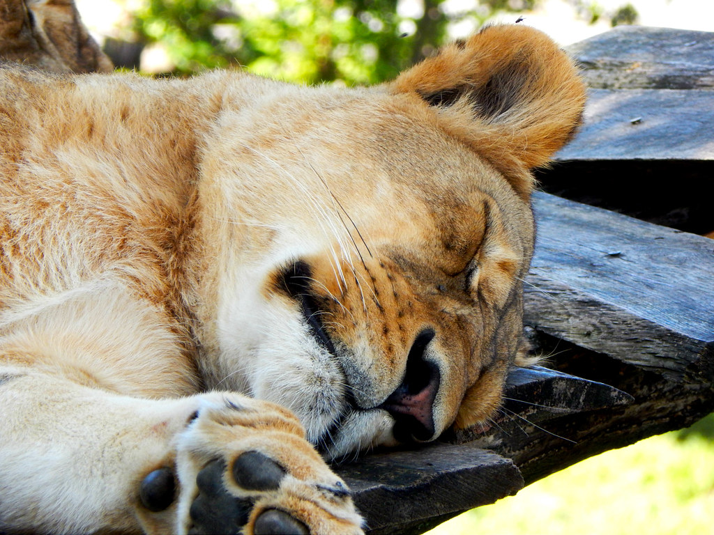 Animals | Flickr
