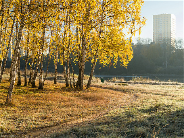 Russia. Balashikha. Golden autumn in a birchwood.