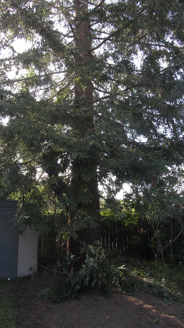 IMG_0966 Agnew tree service redwood