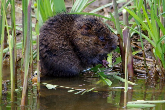 IMGP1390 Water Vole, Welney Washes, May 2015