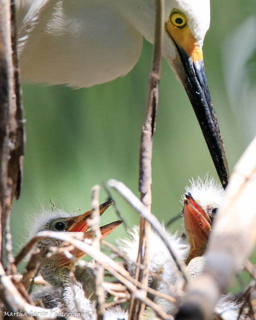 Snowy Egret and Hatchlings