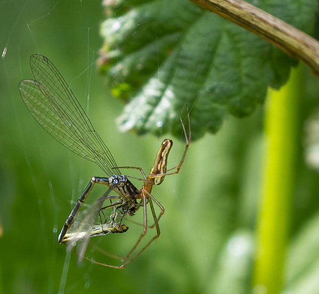 Damselfly for lunch....