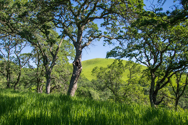 Forest - Rolling Hills Open Space Park - Solano County - California - 26 March 2016