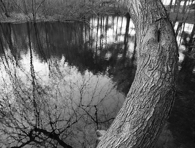Curvy Tree Reflection