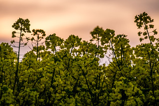 Rapeseed At Sunset