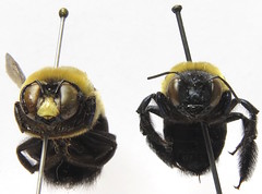 two pinned yellow and black bees. The lefthand bee has a yellow patch on its face while the righthand bee's face is black