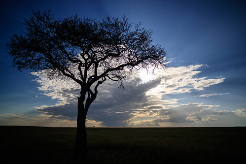 africa tree silhouette zeiss landscapes kenya safari grasslands ze masaimara distagont2821 balanitetree canoneos1dxmarkii