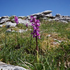 Flora of the Burren 24