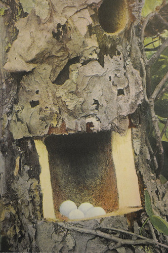 Downy woodpecker's home, A.R. Dugmore, 1900