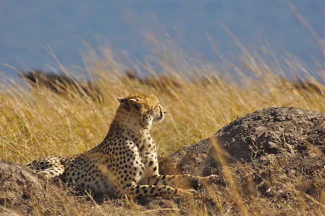 Cheetah ambush in the Maasai Mara, Kenya