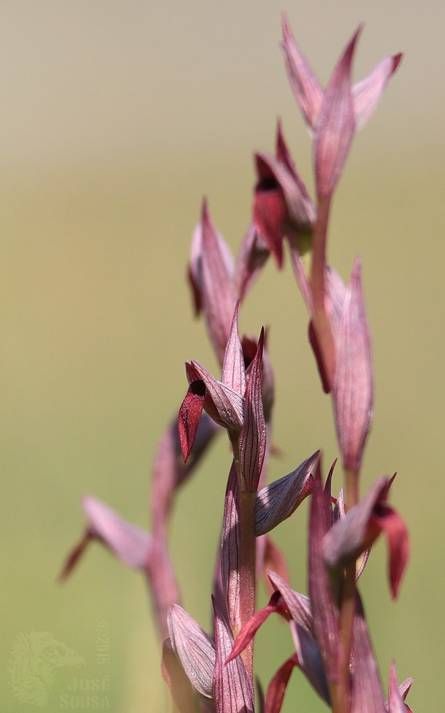 Orquídea silvestre - Erva língua (Serapião de língua peque… | Flickr