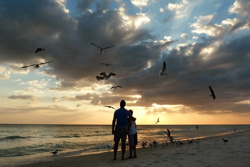 sunset sea usa color beach birds clouds strand lumix see meer sonnenuntergang gulf florida wolken möwen laughinggull annamariaisland fz45