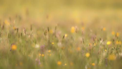 morning green field grass dawn orchids bokeh sony meadow buttercups greenwinged boynes worcestershirewildlifetrust