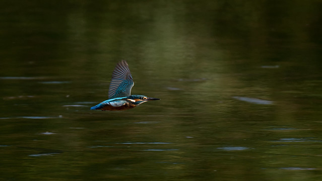 Kingfisher - flight #5