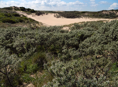 the Dunes on the Coast of Holland