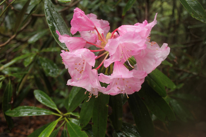 瑞牆山のシャクナゲ