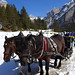 Koňské spřežení na posledním úseku sjezdu do Armentaroly