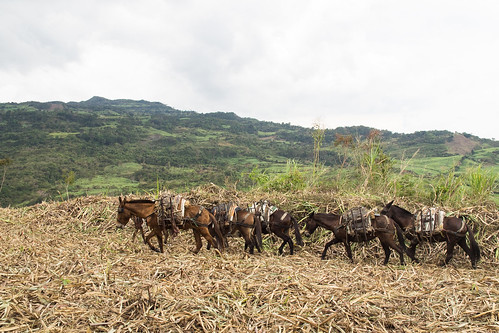 cane colombia factory sugar co mules socorro sugarcane panela boyacá barrichara sachica