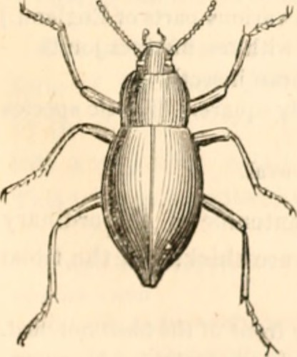 Image From Page 618 Of The Animal Kingdom Arranged After Flickr