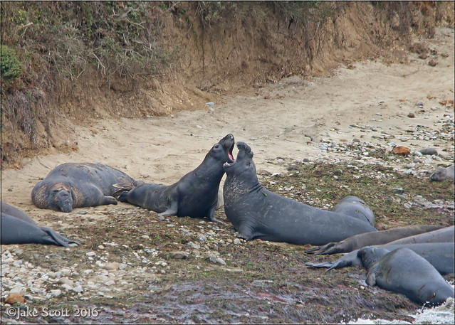 Northern Elephant Seals (Mirounga angustirostris)