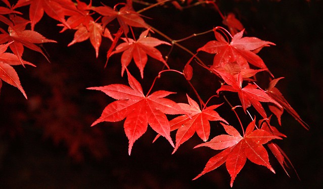 Autumn Red