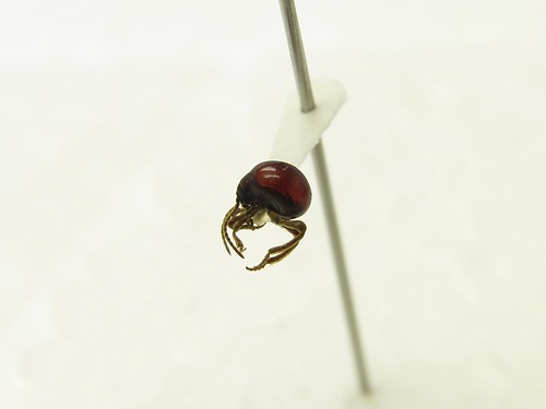A dark red insect is attached to a point mount - a small tear-drop shaped piece of paper.