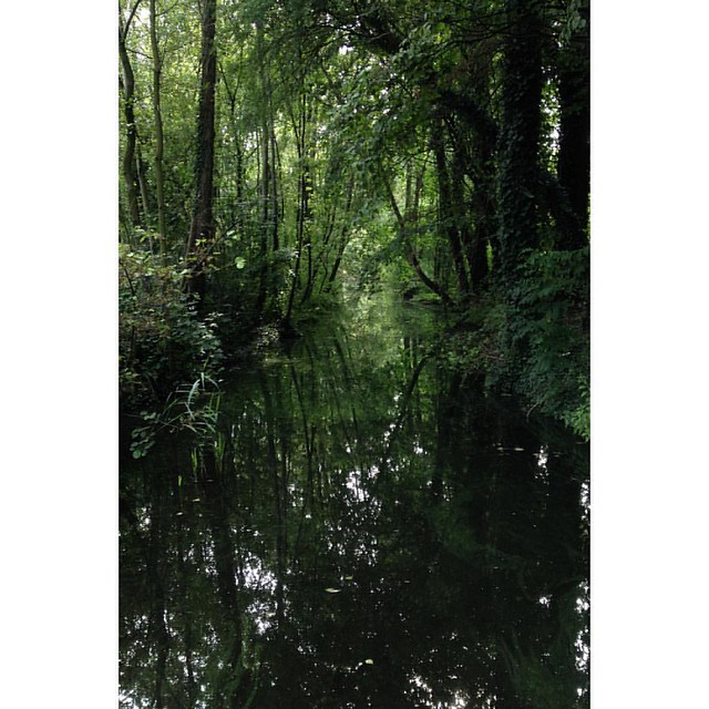 Swamp #esprifotografeert #rotterdam #kralingseplas