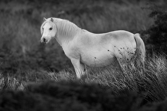Lone Wild Pony Of The Long Mynd