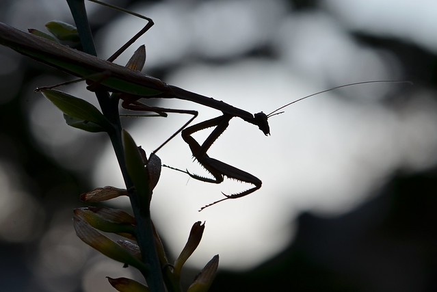 Silhouette of a Praying Mantis
