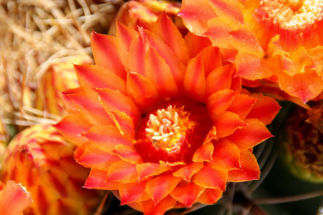 Candy Barrel Cactus At Indian Hill