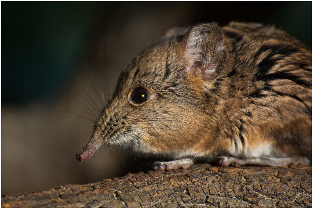 My friend the round-eared elephant shrew | The round-eared e… | Flickr