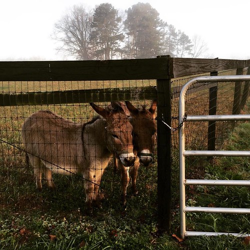 #morningwalk #burt #ernie #sunrise Burt and Ernie been bad standing in corner this morning by frisco1955, square squareformat ludwig iphoneography instagramapp uploaded:by=instagram
