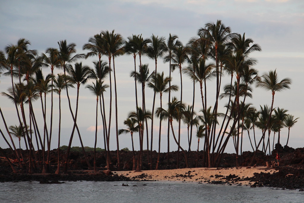 Cocos nucifera trees | Coconut grove at sunset. Mahai'ula Ba… | Flickr