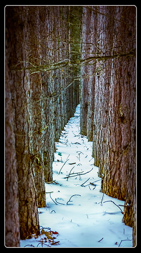 leelanau portoneida sleepingbearnationallakeshore landscape path trees winter maplecity michigan unitedstates