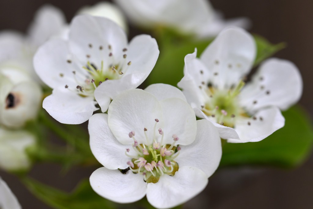 Pear blooms | J. Michael Raby | Flickr