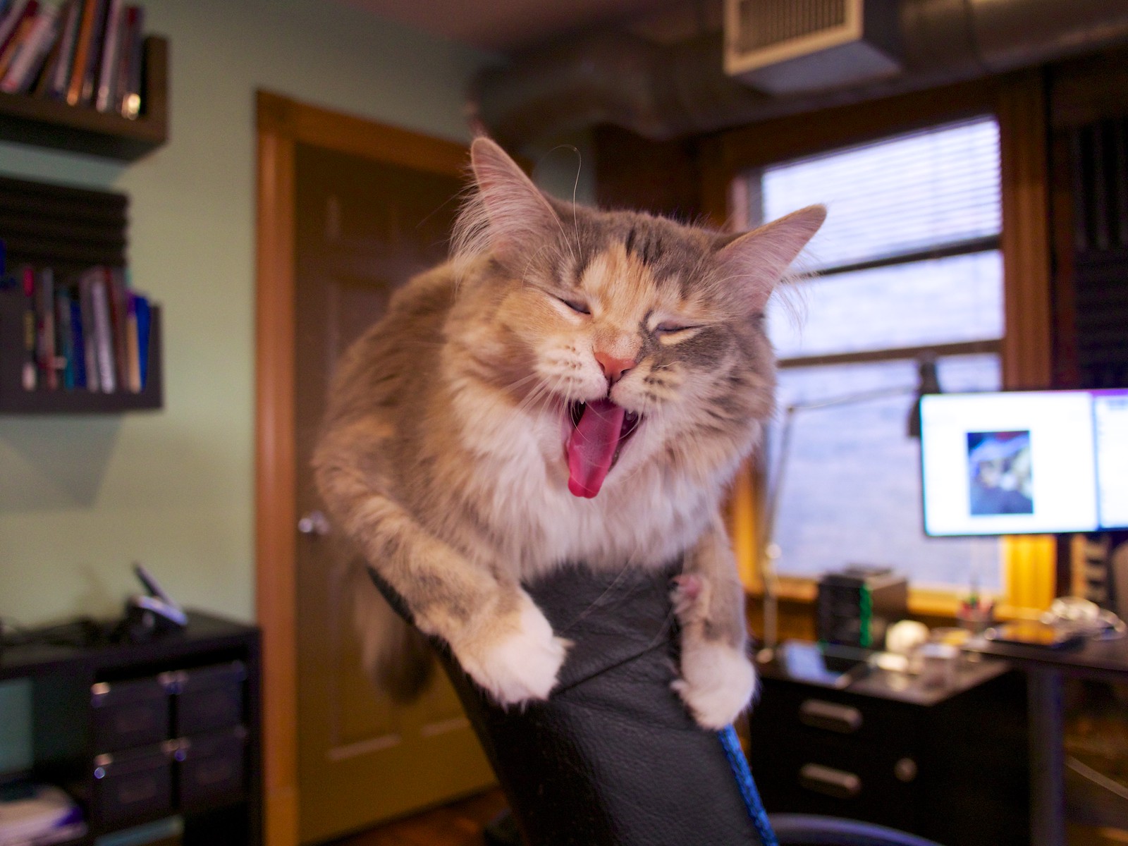 Stevie Mid-Yawn