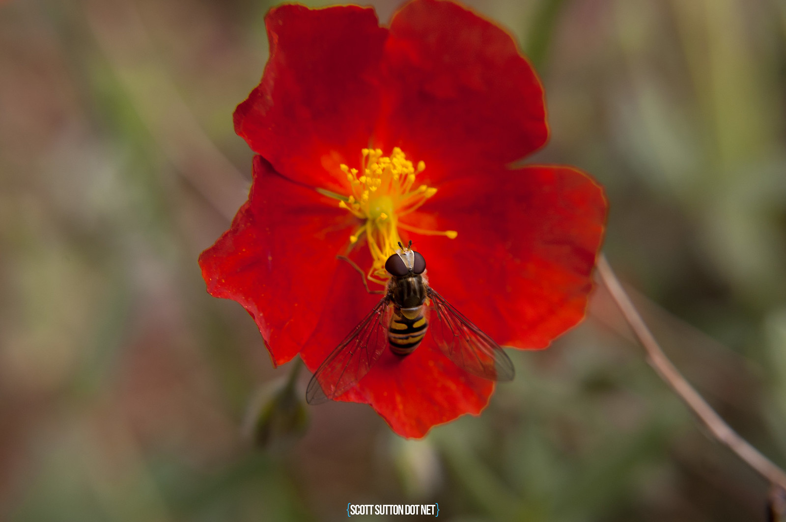 Bee on a red flower