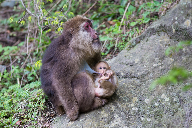 Female Tibetan Macaque breastfeeding infant, Tangjiahe Nature Reserve