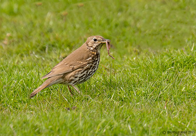 Song Thrush with Worm