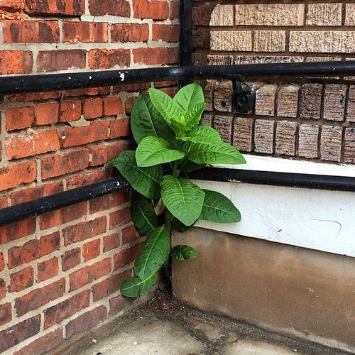 Peek. | by D.Billy